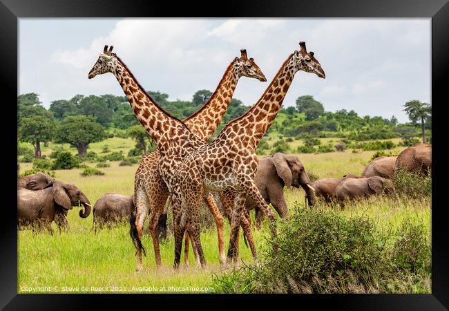 Masai giraffe with elephants Framed Print by Steve de Roeck