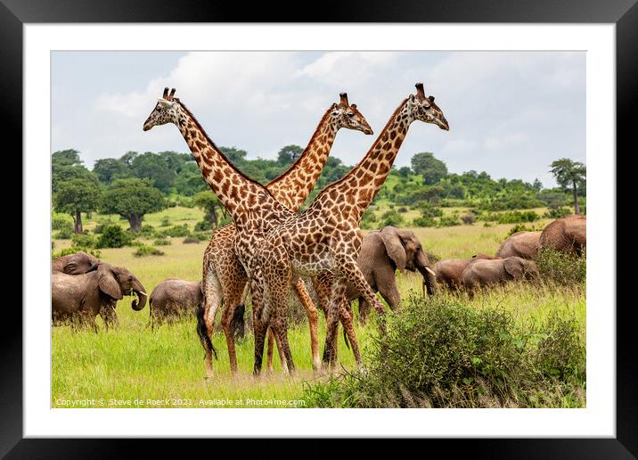 Masai giraffe with elephants Framed Mounted Print by Steve de Roeck