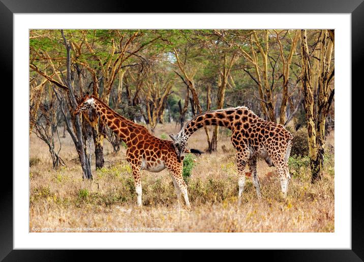 Giraffe Pair In Accacia Woodland Framed Mounted Print by Steve de Roeck