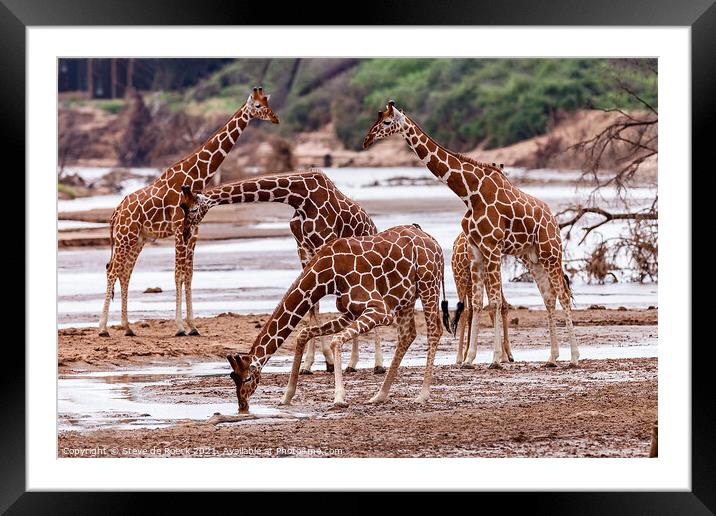 Reticulated giraffe at waterhole Framed Mounted Print by Steve de Roeck