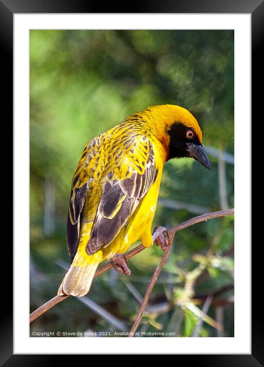 Bagalfeht Weaver Bird Shows Off His Colourful Feathers Framed Mounted Print by Steve de Roeck