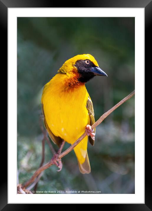 Beautiful Yellow Baglafecht Weaver Bird Framed Mounted Print by Steve de Roeck
