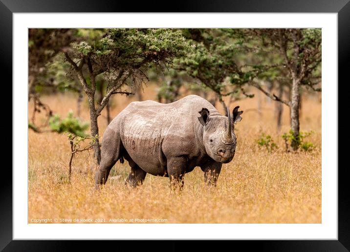 black rhinoceros or hook-lipped rhinoceros (Dicero Framed Mounted Print by Steve de Roeck