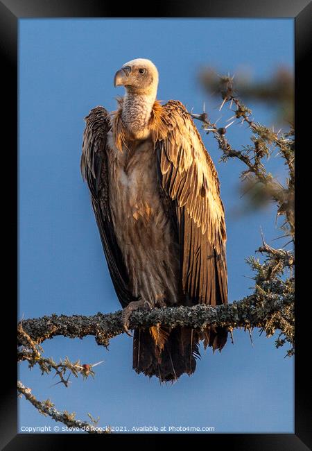 White-Headed Vulture; Trigonoceps occipitalis Framed Print by Steve de Roeck