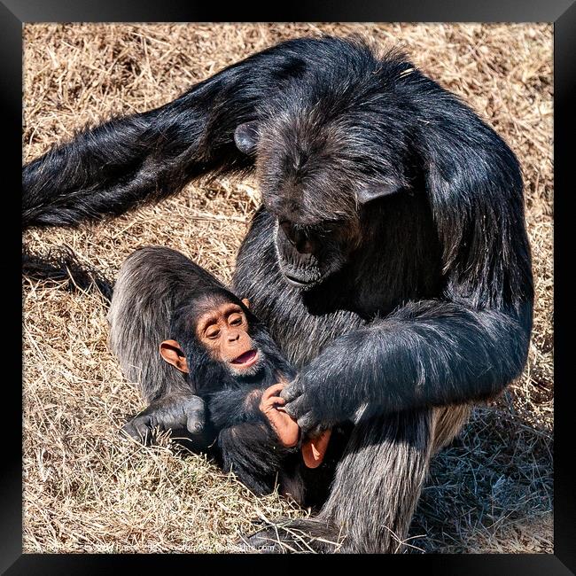 Baby chimp with mother Framed Print by Steve de Roeck