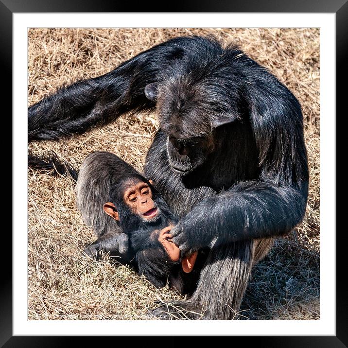 Baby chimp with mother Framed Mounted Print by Steve de Roeck