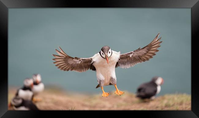 Landing Iminent Framed Print by Ray Taylor