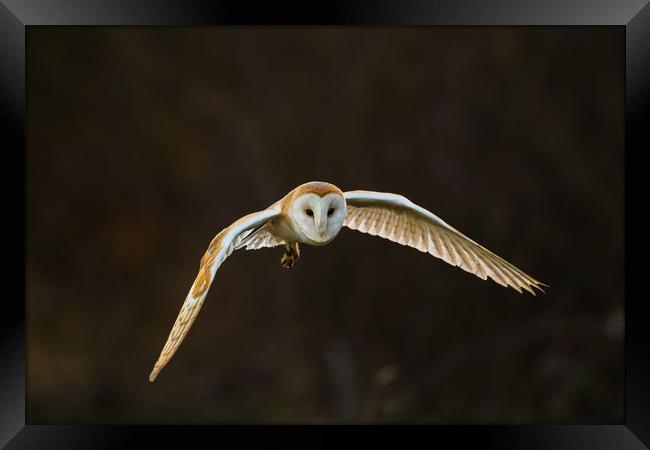 Silent Hunter Framed Print by Ray Taylor