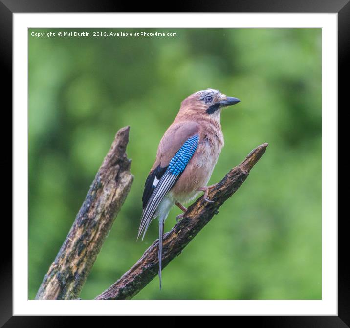 Jay Standing on a perch Framed Mounted Print by Mal Durbin
