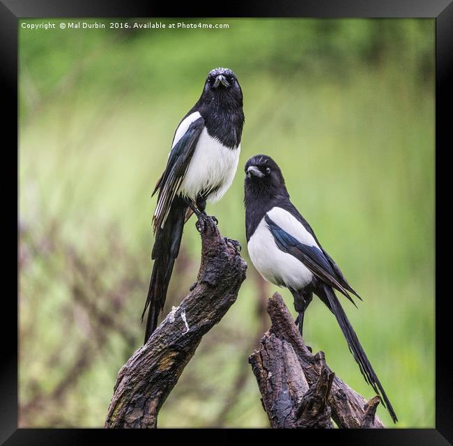A Pair of Magpies  Framed Print by Mal Durbin