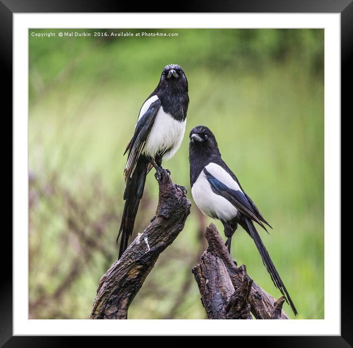 A Pair of Magpies  Framed Mounted Print by Mal Durbin