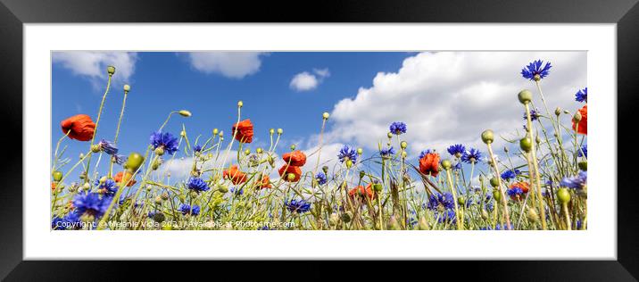 Poppy Field with Cornflowers | Panorama Framed Mounted Print by Melanie Viola