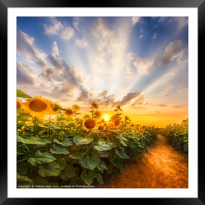 Sunflower field at sunset | the secret path Framed Mounted Print by Melanie Viola