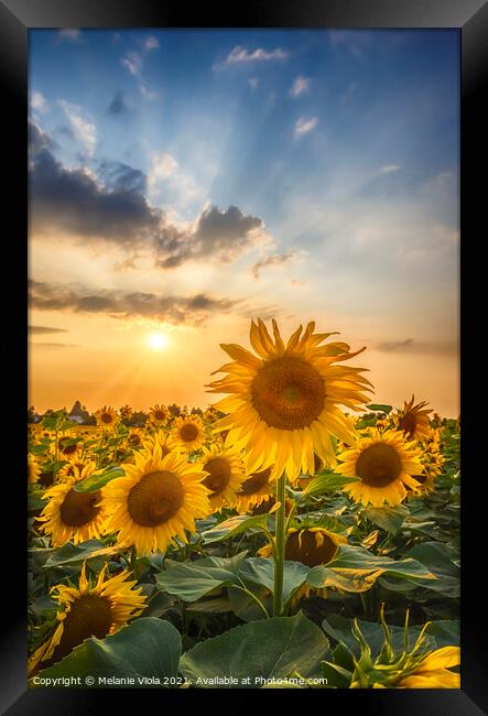 Sunflowers in sunset Framed Print by Melanie Viola