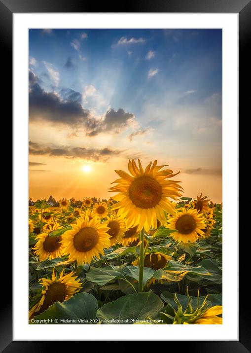 Sunflowers in sunset Framed Mounted Print by Melanie Viola