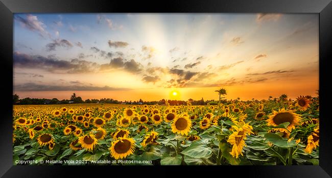 Sunflower field at sunset | Panoramic View Framed Print by Melanie Viola