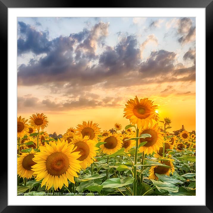 Sunset with gorgeous sunflowers Framed Mounted Print by Melanie Viola
