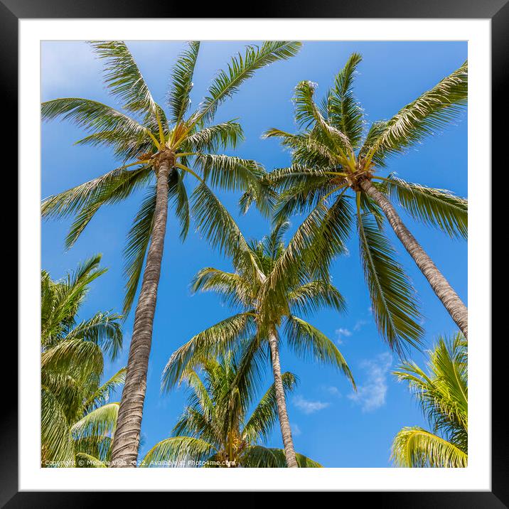 Lovely palm trees and blue sky Framed Mounted Print by Melanie Viola