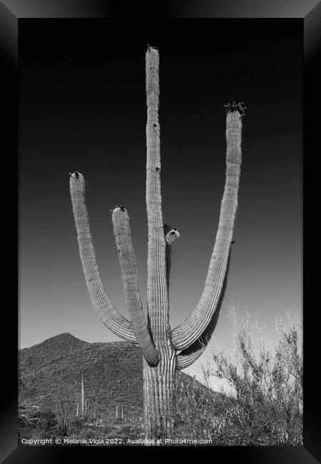 SAGUARO NATIONAL PARK Giant Saguaro | Monochrome Framed Print by Melanie Viola