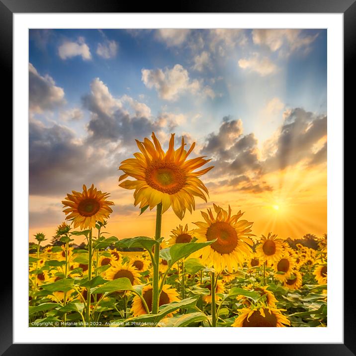Sunset with beautiful sunflowers Framed Mounted Print by Melanie Viola