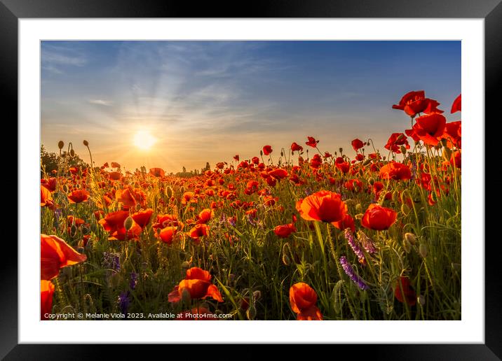 Sunset with beautiful poppies Framed Mounted Print by Melanie Viola