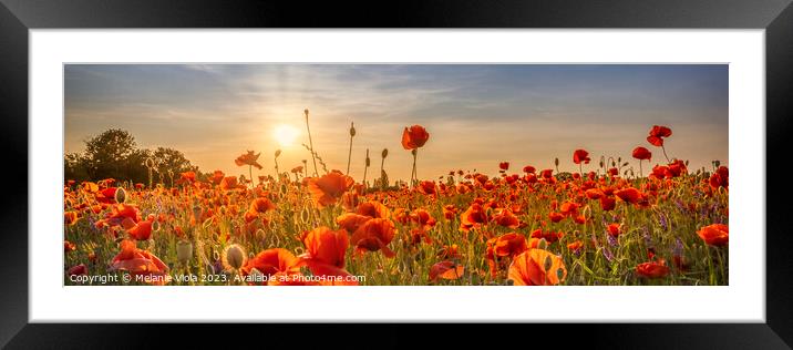 Poppy idyll in sunset | Panoramic Framed Mounted Print by Melanie Viola