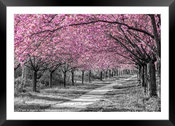 Charming cherry blossom alley in pink Framed Mounted Print by Melanie Viola