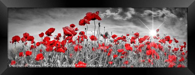 Idyllic Field of Poppies with Sun | Panorama Framed Print by Melanie Viola