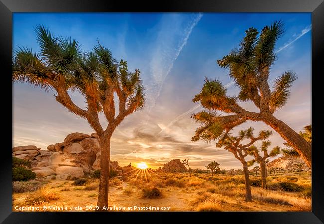 Gorgeous Sunset at Joshua Tree National Park Framed Print by Melanie Viola