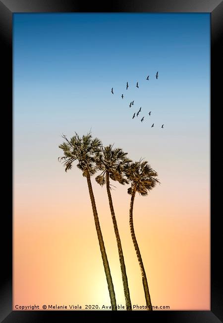 Palm trees & sunset Framed Print by Melanie Viola