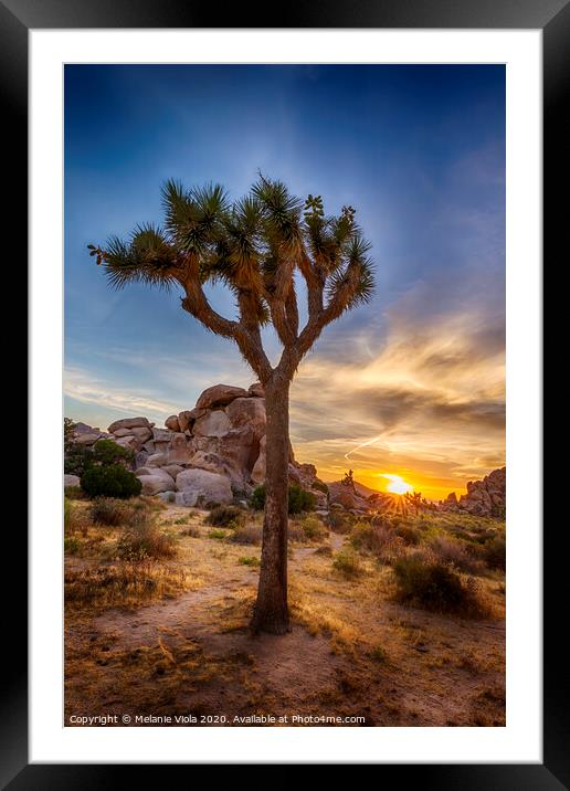 Charming sunset at Joshua Tree National Park  Framed Mounted Print by Melanie Viola