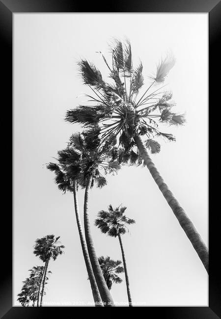 Palm trees in the sun | black and white Framed Print by Melanie Viola