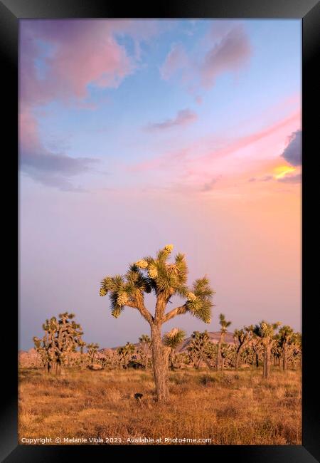 Sunset at Joshua Tree National Park  Framed Print by Melanie Viola