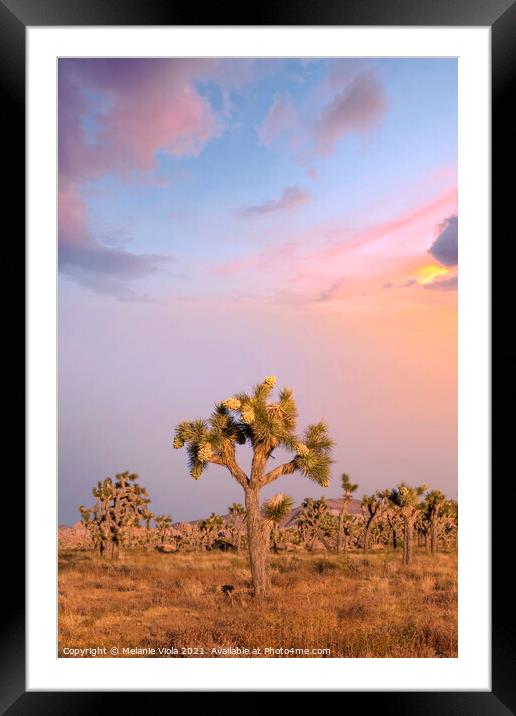 Sunset at Joshua Tree National Park  Framed Mounted Print by Melanie Viola