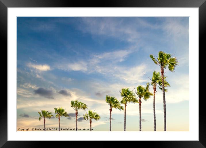 Palm trees in evening glow Framed Mounted Print by Melanie Viola