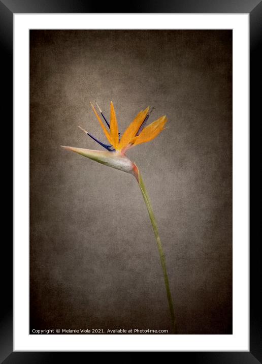 Graceful flower - Strelitzia | vintage style  Framed Mounted Print by Melanie Viola