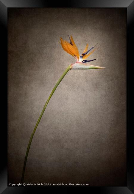 Beautiful flower - Strelitzia | vintage style gold  Framed Print by Melanie Viola