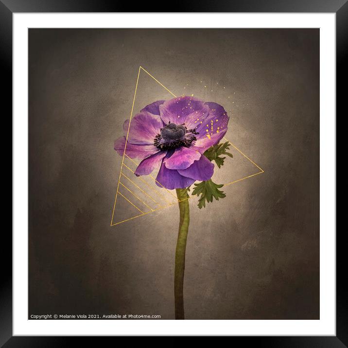 Graceful flower - Anemone coronaria | vintage style gold Framed Mounted Print by Melanie Viola