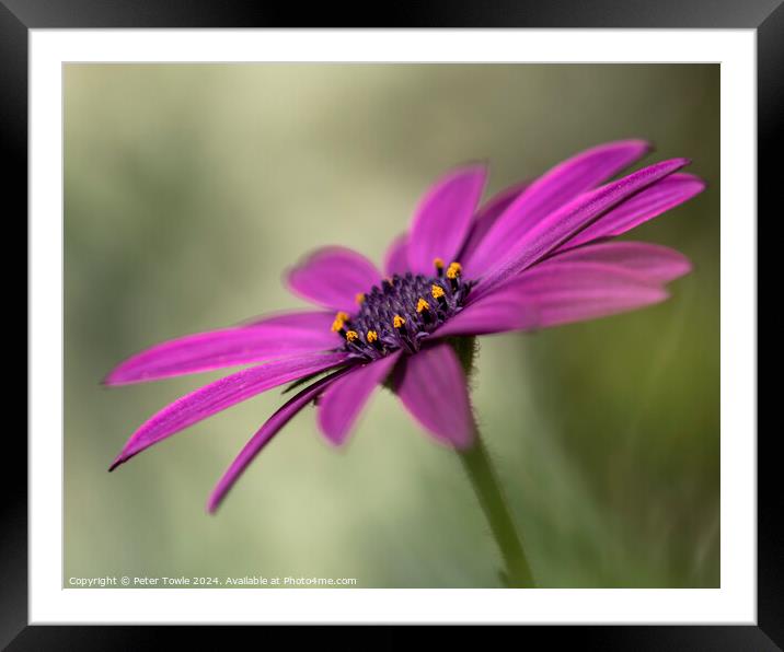 Gerbera Framed Mounted Print by Peter Towle