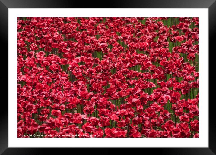 Poppies from the Tower of London Framed Mounted Print by Peter Towle