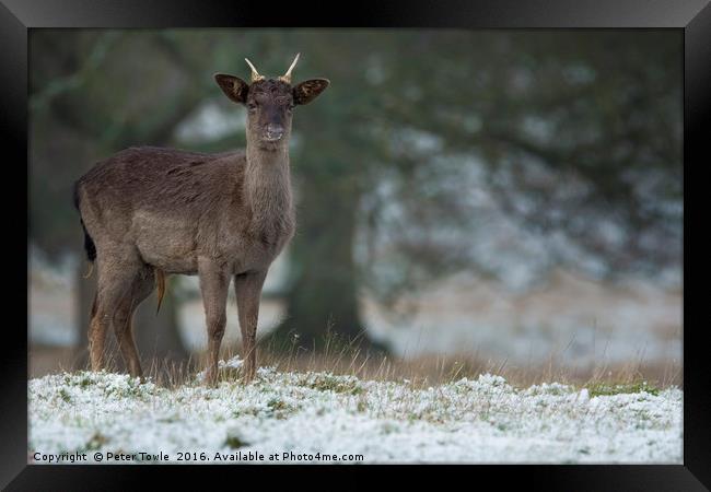 Fallow deer  Framed Print by Peter Towle