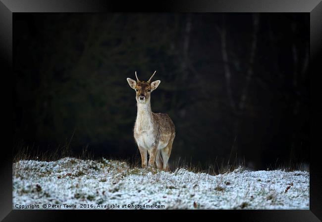 Lone deer in winter. Framed Print by Peter Towle
