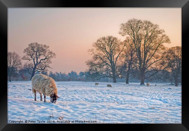 Sheep in a snowy landscape. Framed Print by Peter Towle