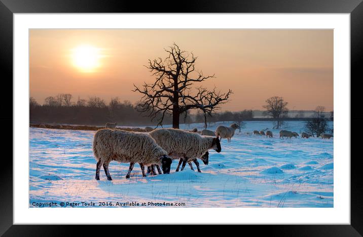 Winter scene..sheep Framed Mounted Print by Peter Towle