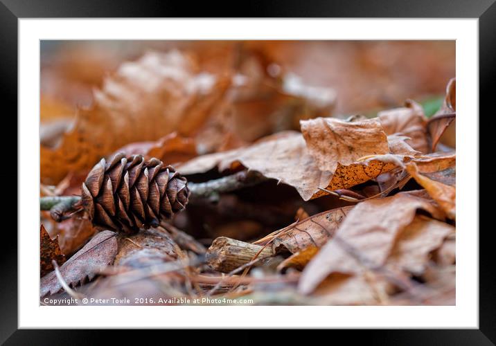 Fir cone in autumn Framed Mounted Print by Peter Towle