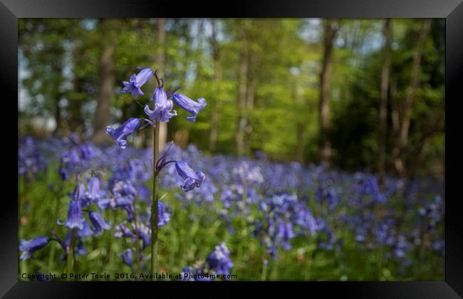 Bluebell Wood Framed Print by Peter Towle