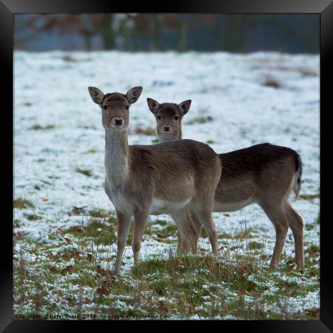 Young deer in winter Framed Print by Peter Towle