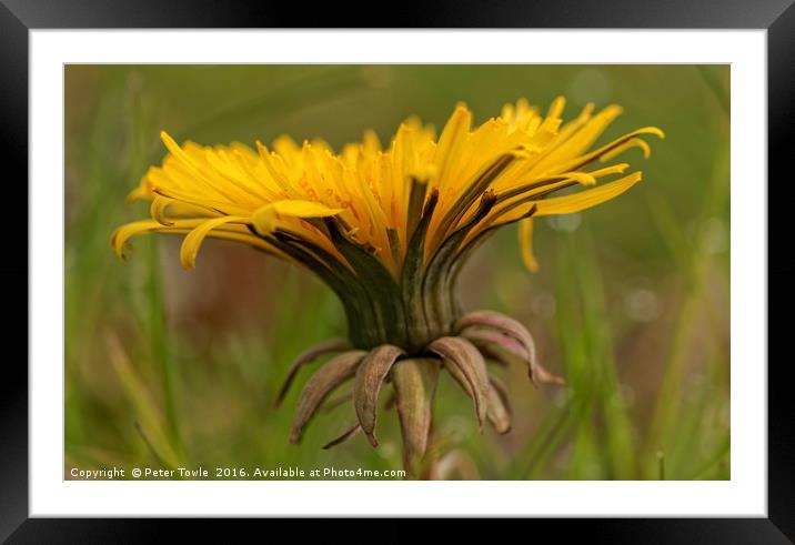 Dandelion  Framed Mounted Print by Peter Towle
