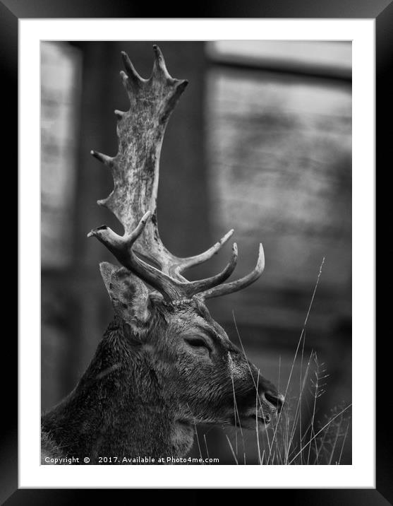 Majestic  Framed Mounted Print by Peter Towle