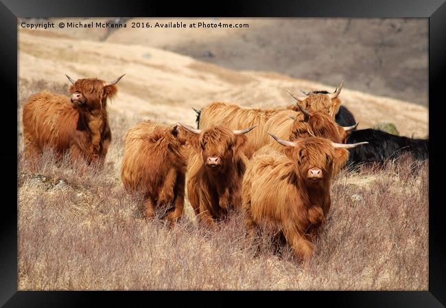 Highland Cattle Framed Print by Michael McKenna